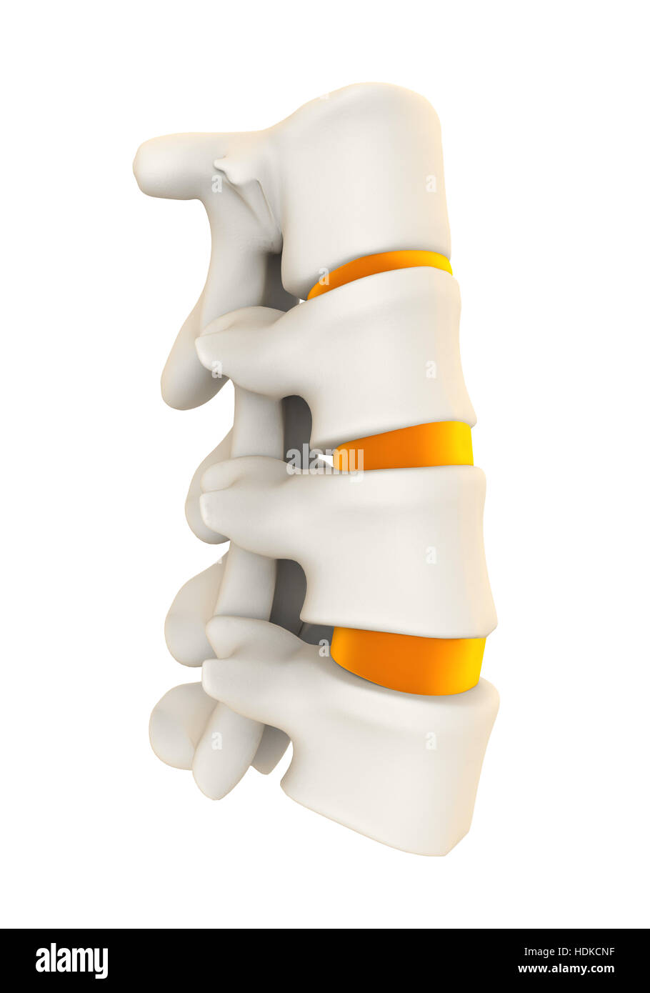 Human Spine Anatomy Stock Photo Biology Diagrams