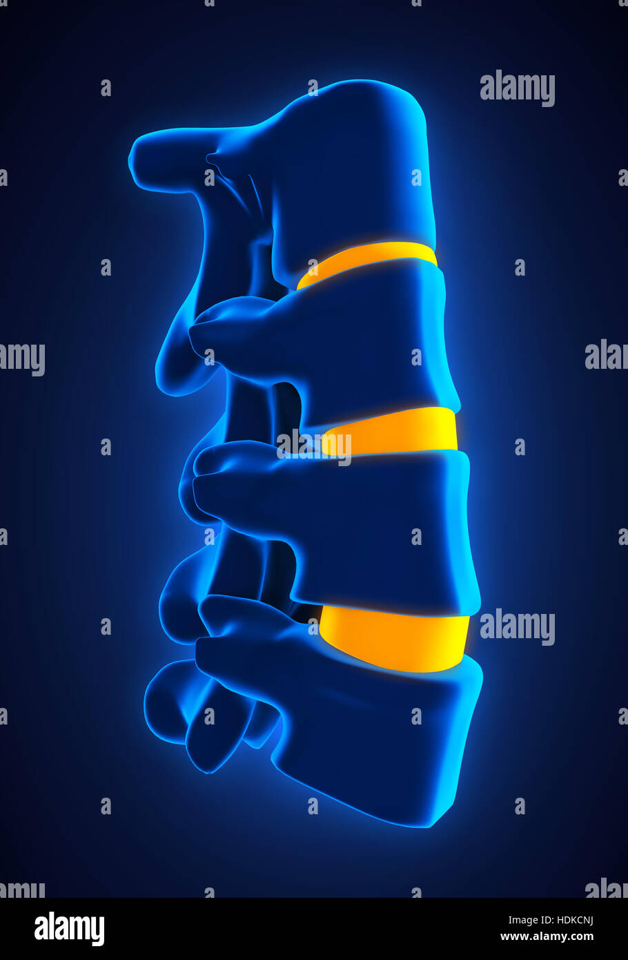 Human Spine Anatomy Stock Photo Biology Diagrams