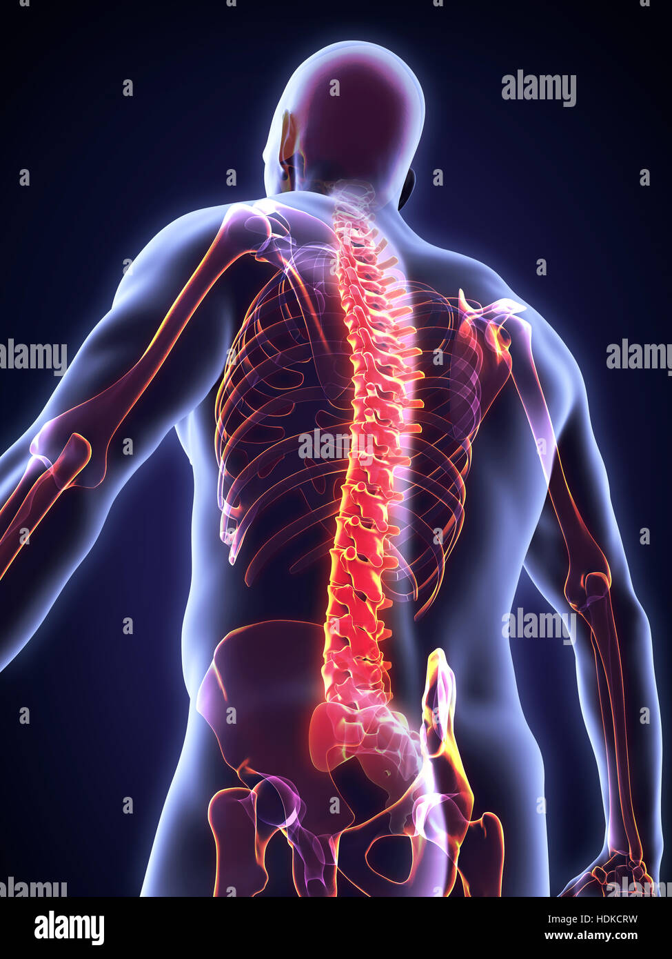 Human Spine Anatomy Stock Photo Biology Diagrams