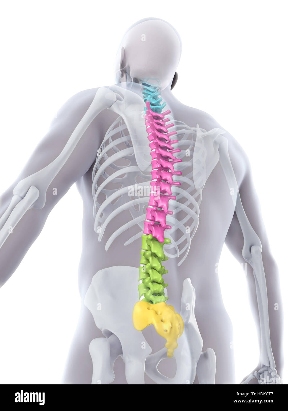 Human Spine Anatomy Stock Photo Biology Diagrams