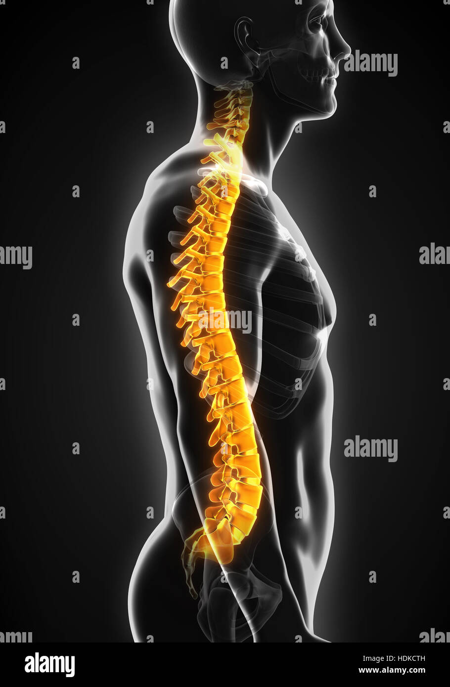 Human Spine Anatomy Stock Photo Biology Diagrams