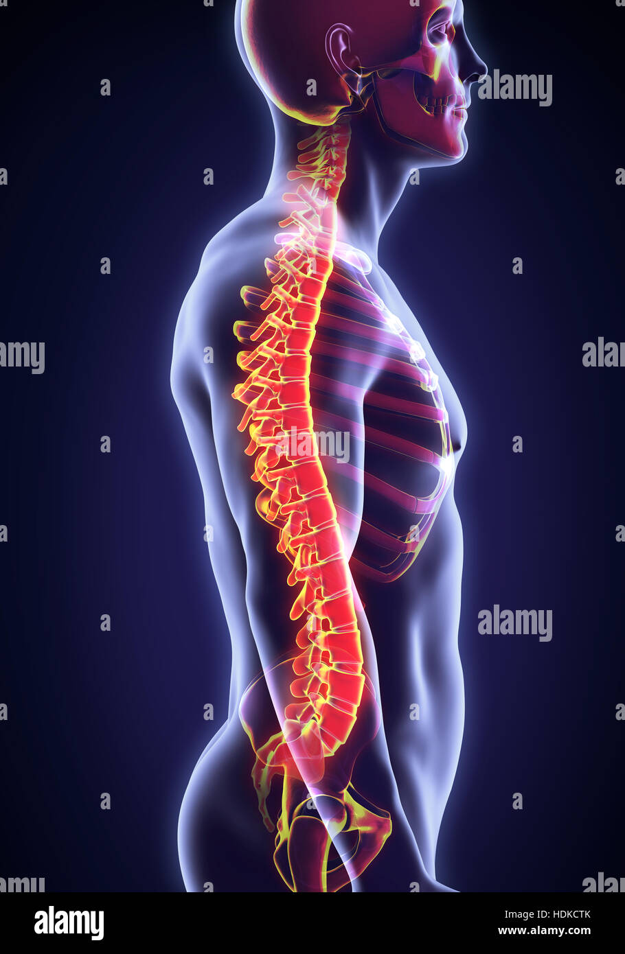 Human Spine Anatomy Stock Photo Alamy