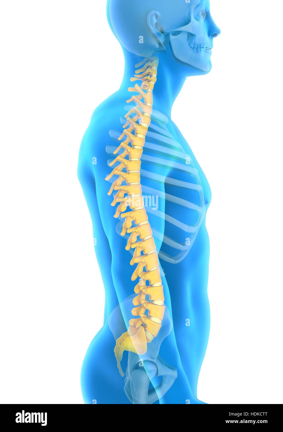 Human Spine Anatomy Stock Photo Biology Diagrams