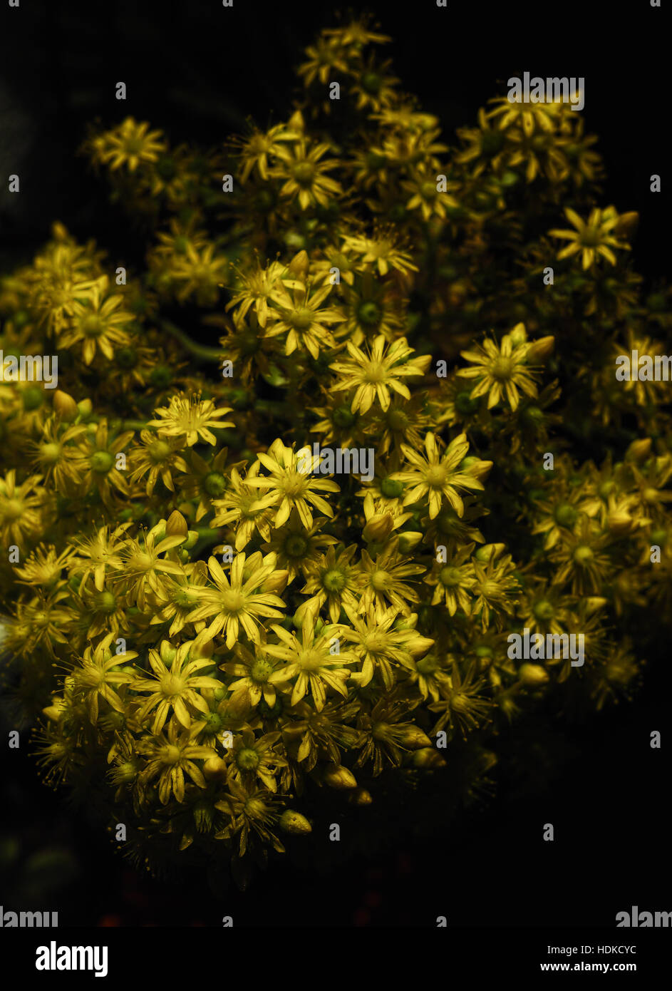random plant, flower, sad, yellow, green, dark, Stock Photo