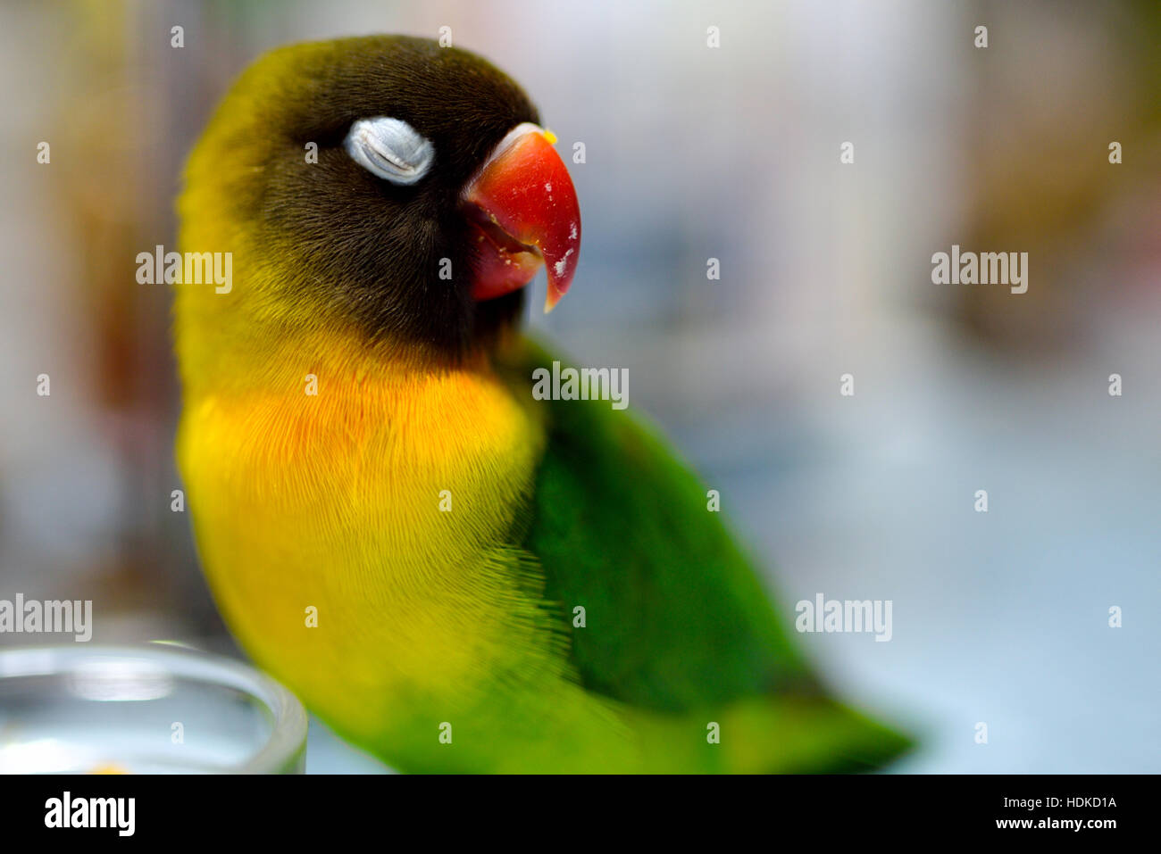 Lilian's lovebird, Agapornis lilianae, small African parrot, satisfied, smug face, bird, red, yellow, green, micro, macro, smug Stock Photo