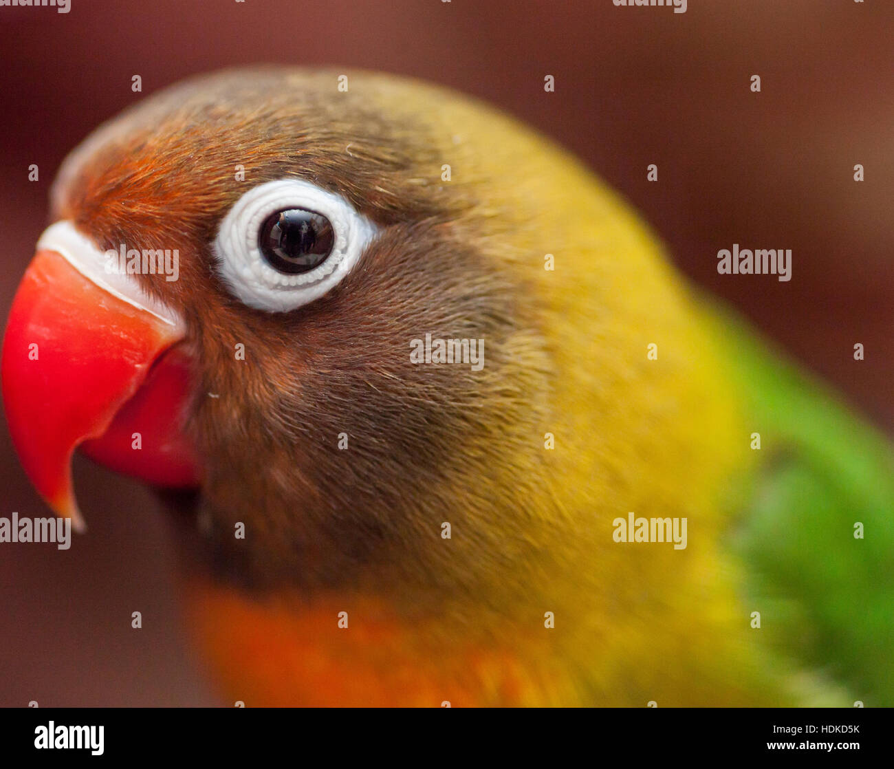 Lilian's lovebird, Agapornis lilianae, small African parrot, satisfied, smug face, sleek Stock Photo