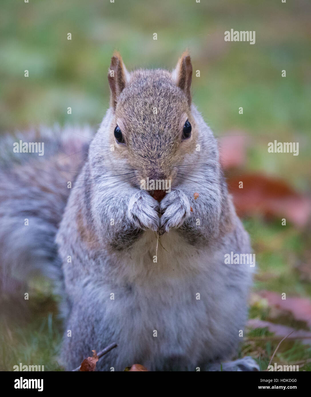 Grey squirrel in the woods Stock Photo Alamy