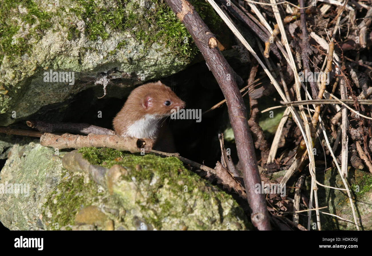 A Weasel ( Mustela nivalis) hunting in the undergrowth for food. Stock Photo