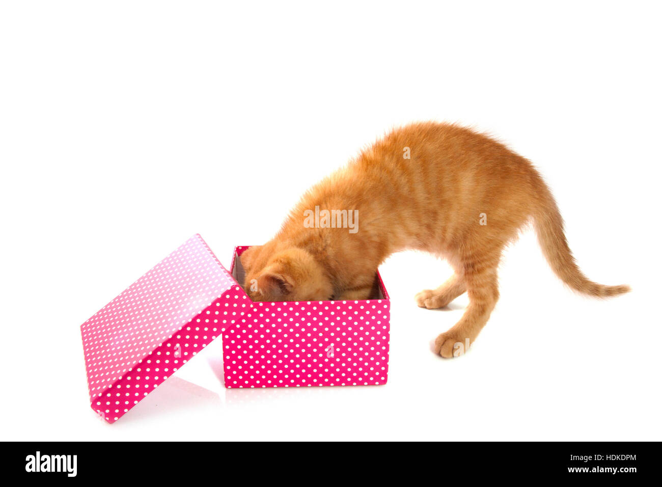 Spotted pink white box with red kitten isoleted over white Stock Photo