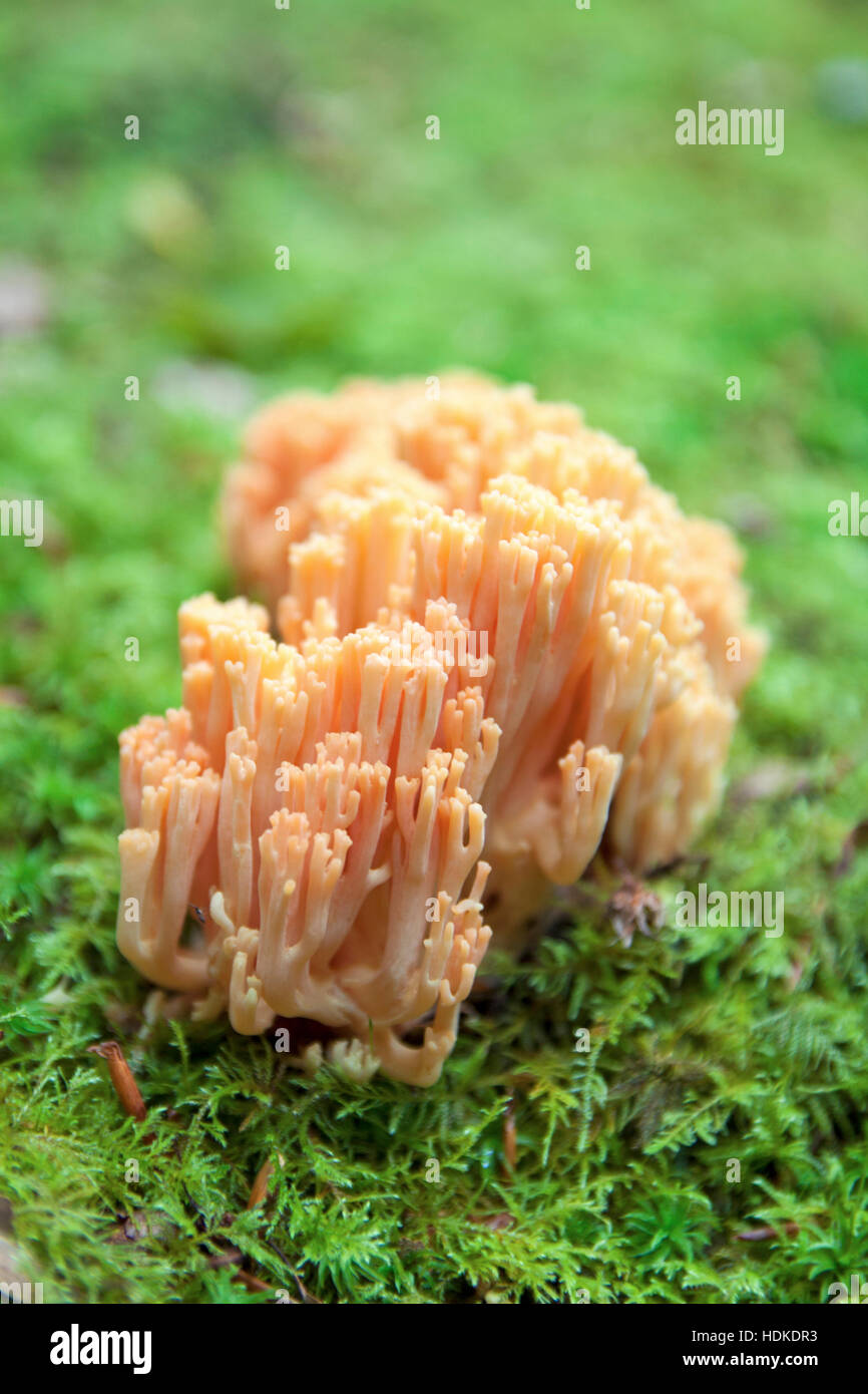 Beautiful coral mushroom close up in the moss Stock Photo