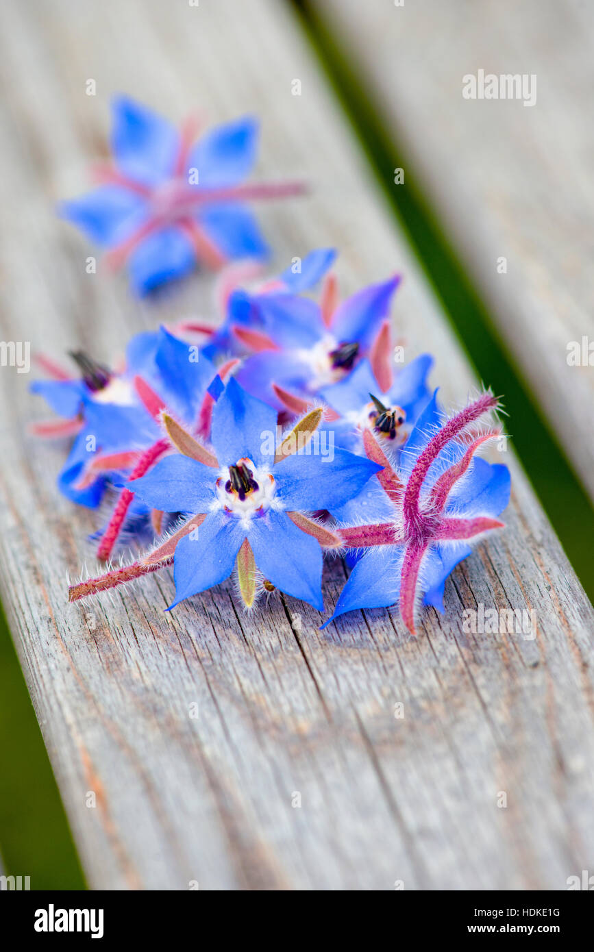 Borage flowers in close up. Also known as starflower, this edible blue flower is an annual herb. Stock Photo