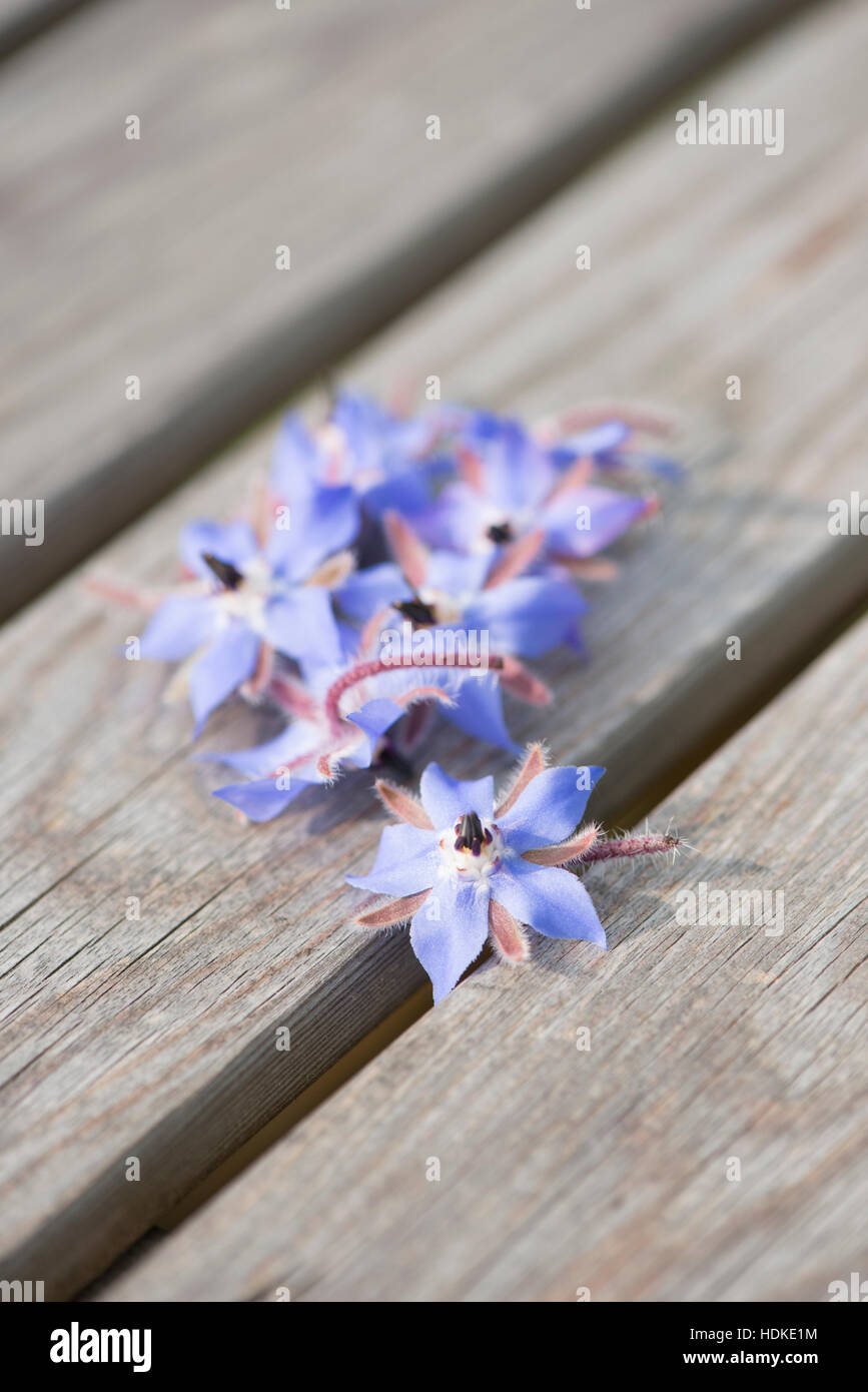 Borage flowers on wooden garden table. Also known as starflower, this edible blue flower is an annual herb. Stock Photo