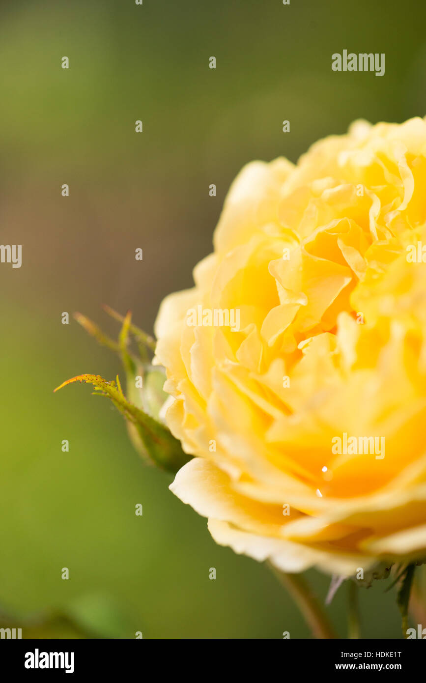 Yellow rose. Close up of flower in garden. Nature detail with organic texture. Stock Photo