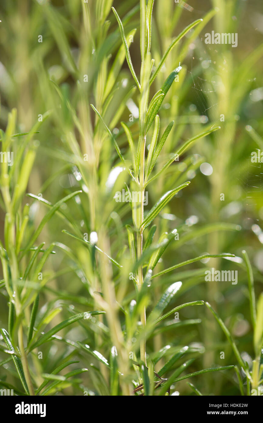 Rosemary garden hires stock photography and images Alamy