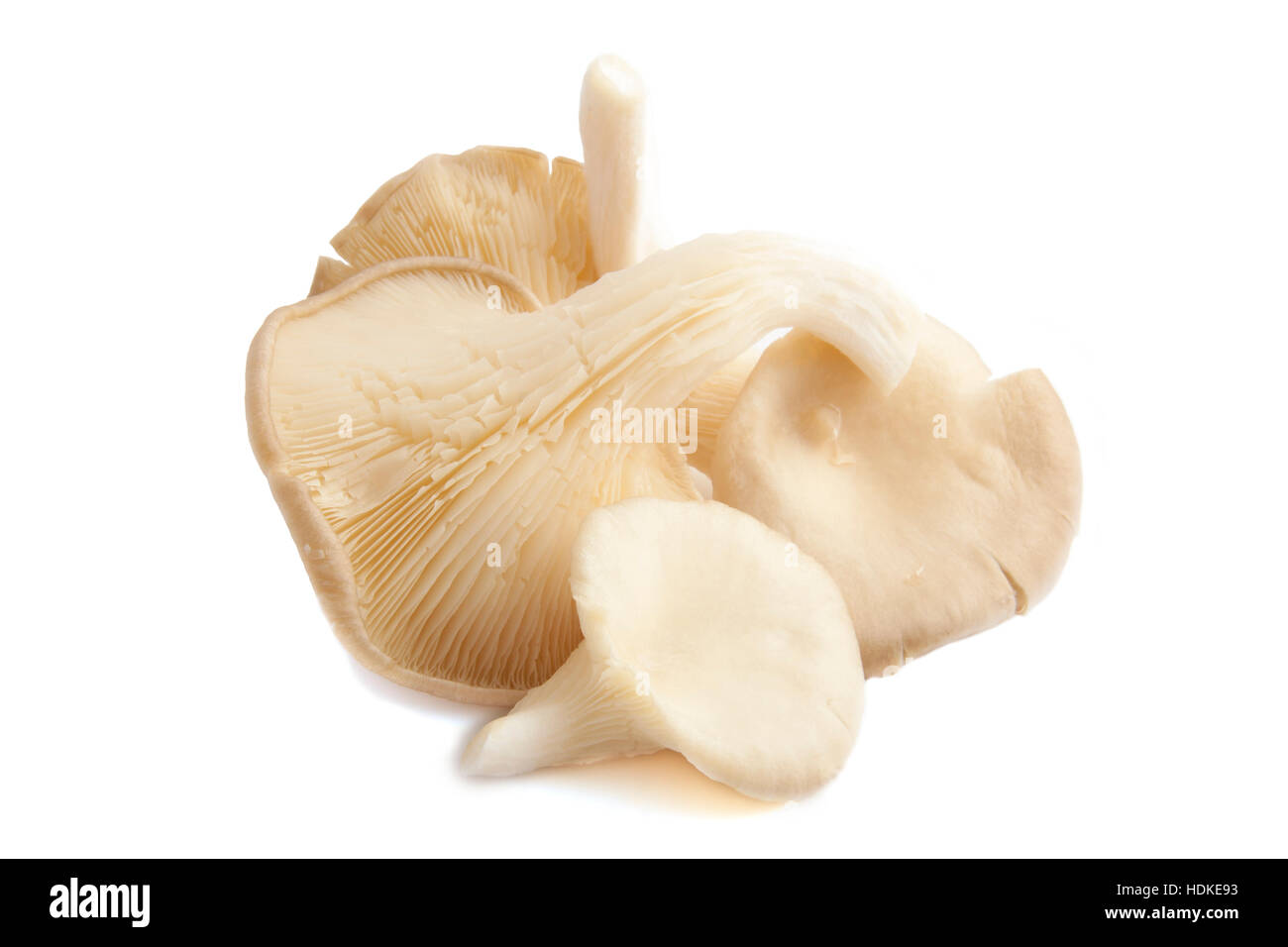 Raw oyster mushroom isolated over white Stock Photo Alamy