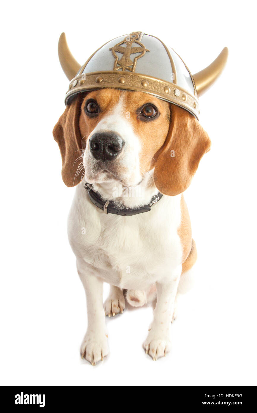 dog viking hat