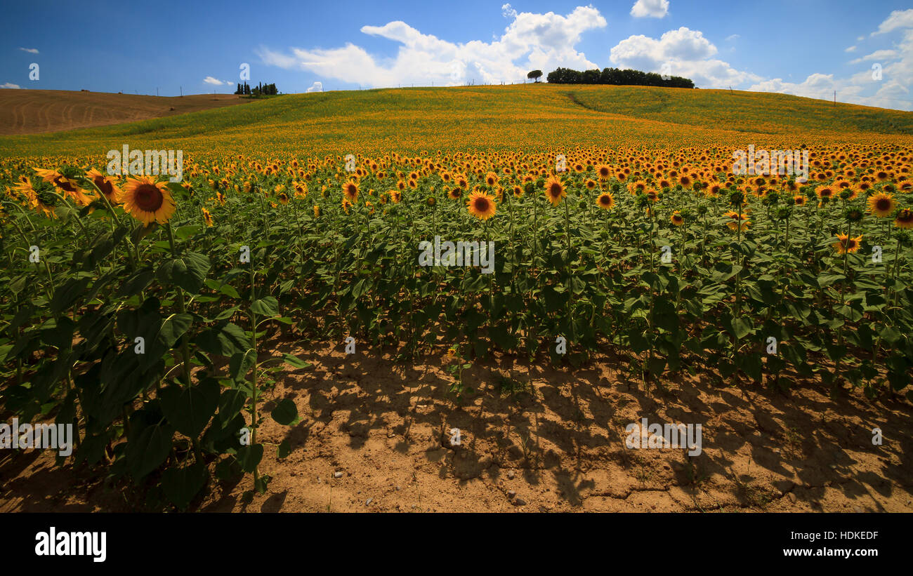 Tuscan sunflowers landscape in val d'Orcia, Siena Stock Photo - Alamy
