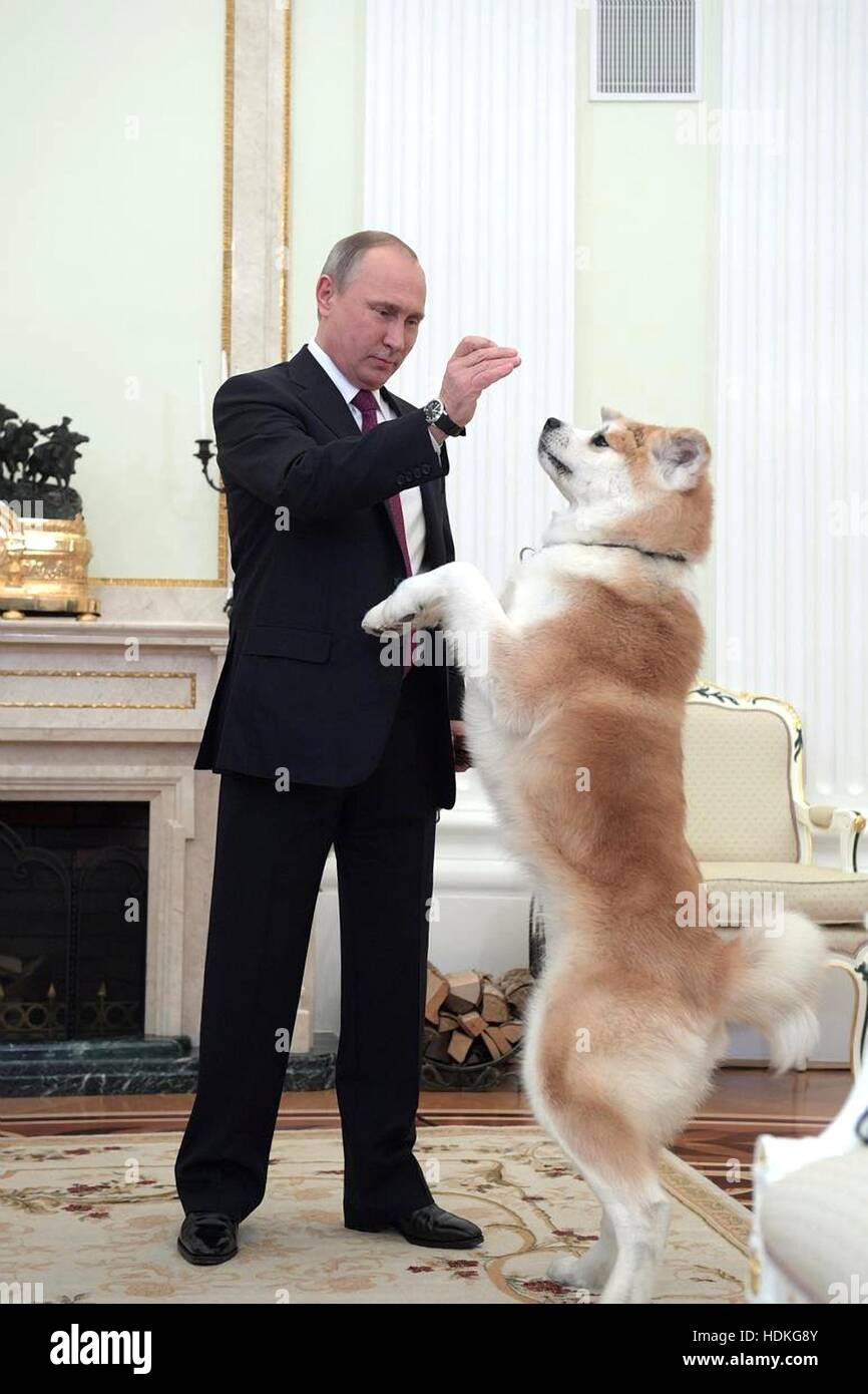 Russian President Vladimir Putin plays with his dog Yume, a Akita-inu, before an interview with Nippon Television and the Yomiuri Shimbun at the Kremlin December 7, 2016 in Moscow, Russia. Stock Photo