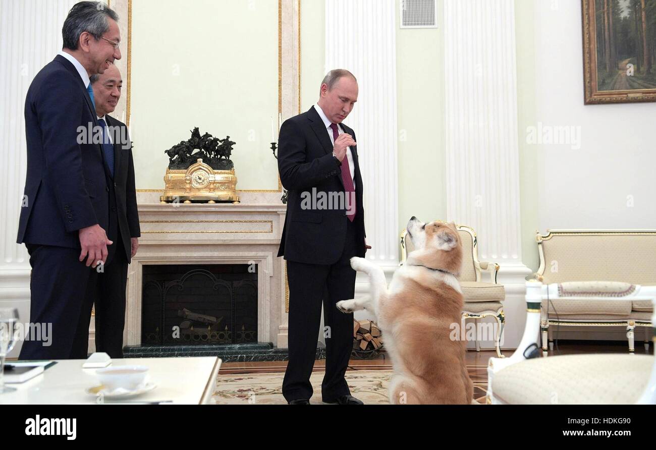 Russian President Vladimir Putin plays with his dog Yume, a Akita-inu, before an interview with Nippon Television and the Yomiuri Shimbun at the Kremlin December 7, 2016 in Moscow, Russia. Stock Photo