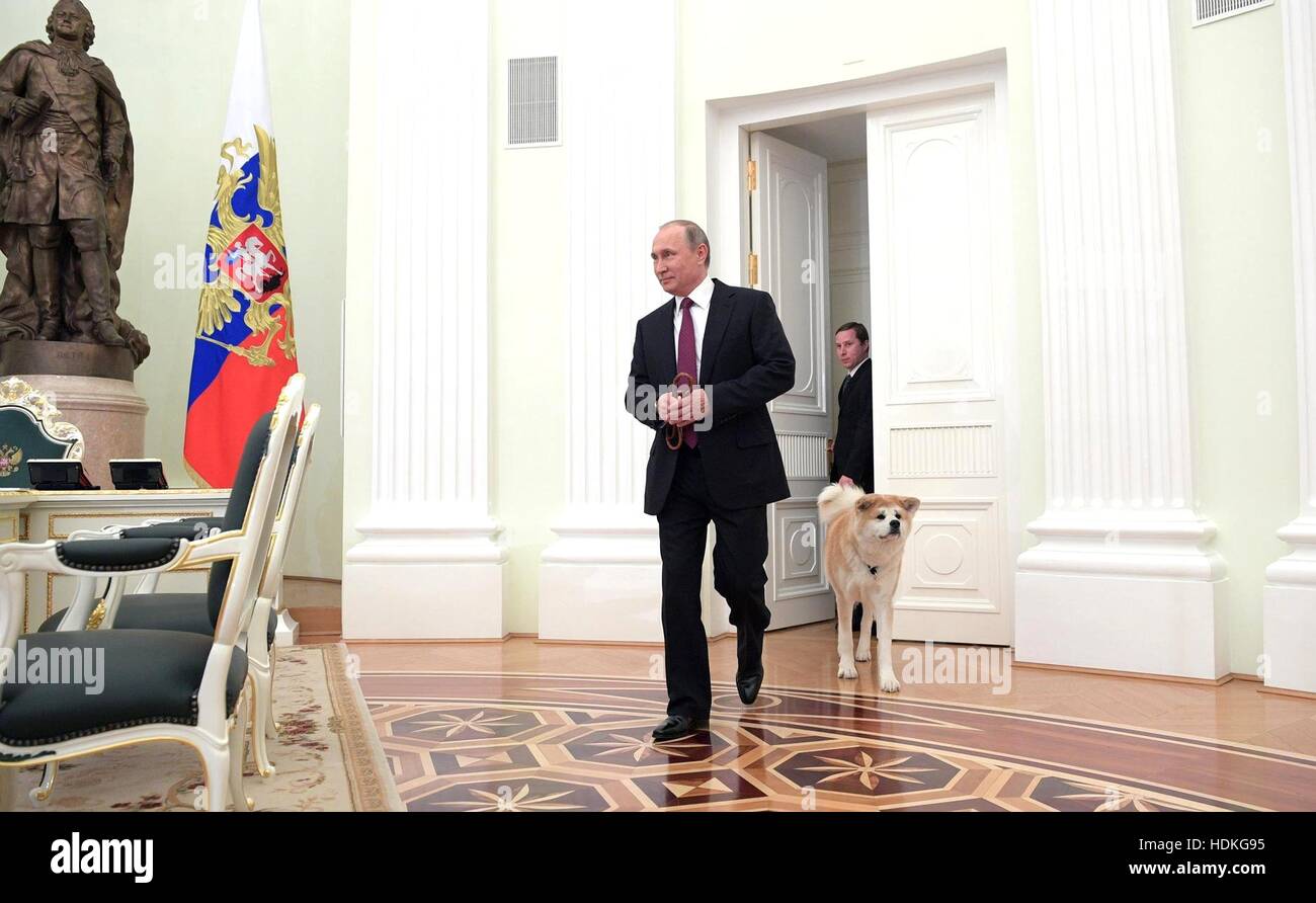 Russian President Vladimir Putin arrives with his dog Yume, a Akita-inu, before an interview with Nippon Television and the Yomiuri Shimbun at the Kremlin December 7, 2016 in Moscow, Russia. Stock Photo