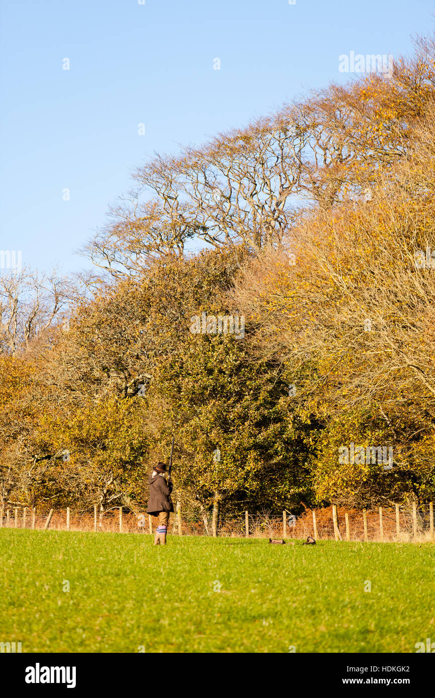 Woman with shotgun on a pheasant shoot in Wales Stock Photo