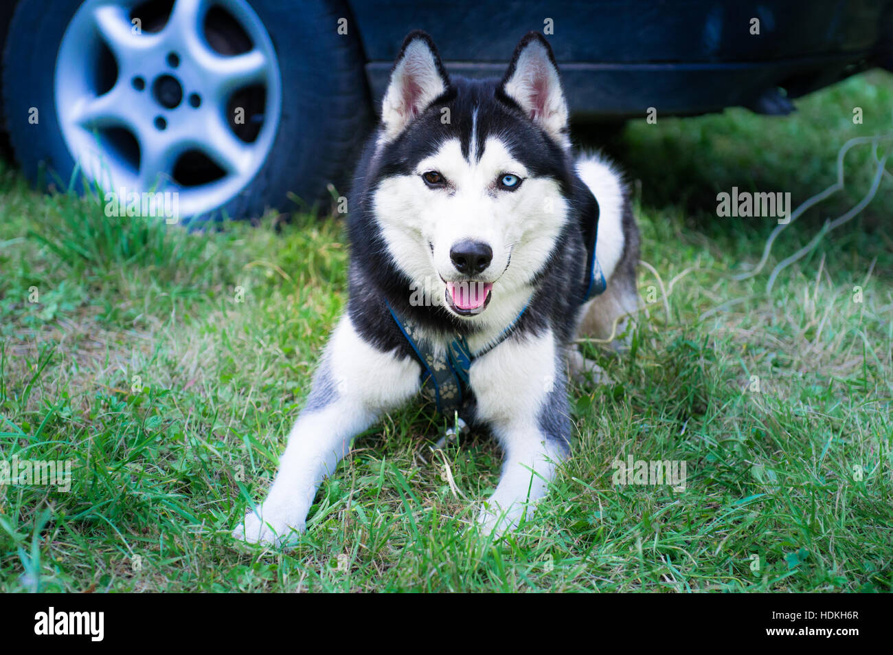 Husky Dog lying on the grass. Stock Photo