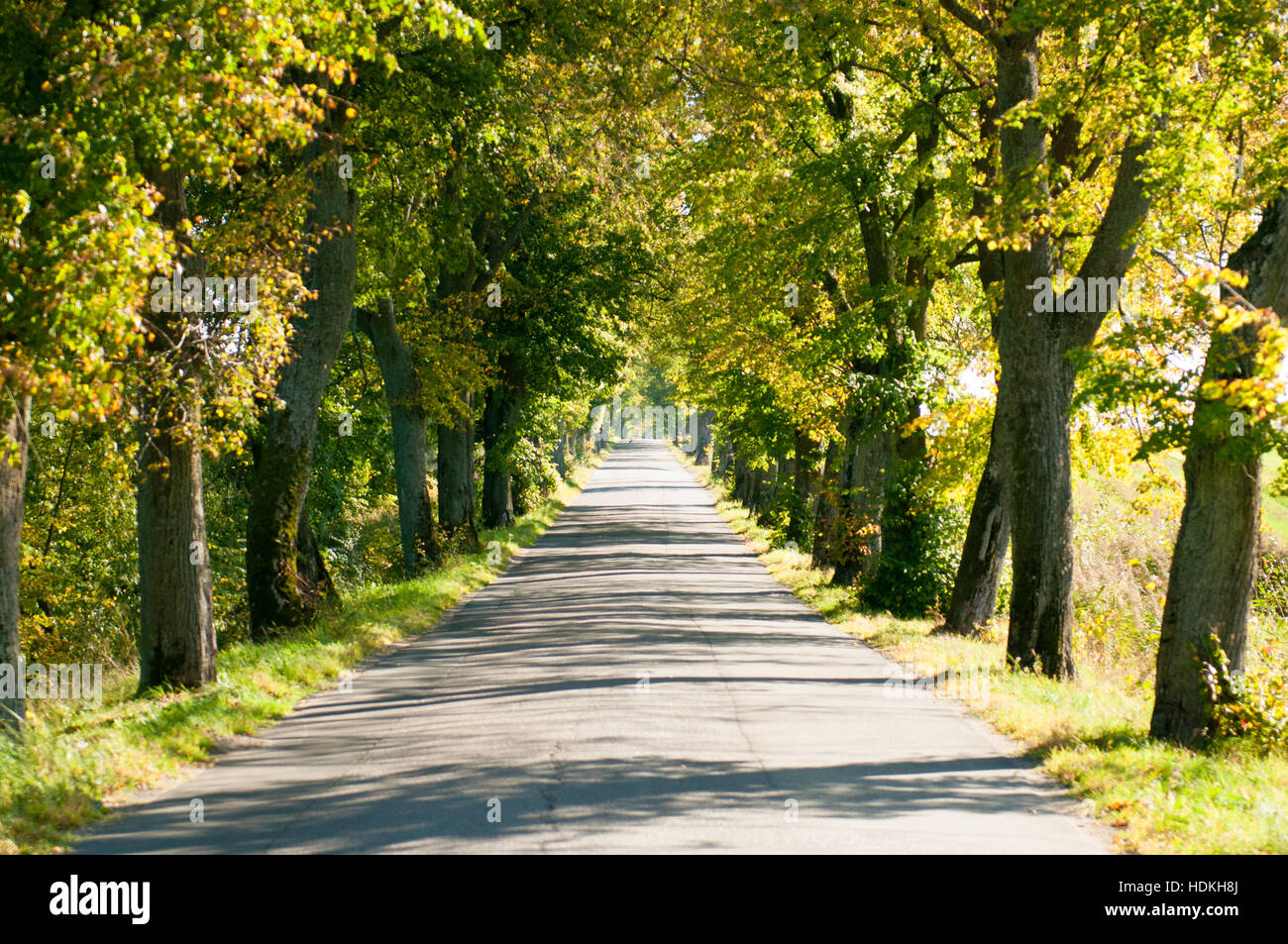 Road in forest in autumn. Autumn scene with road in forest. Stock Photo