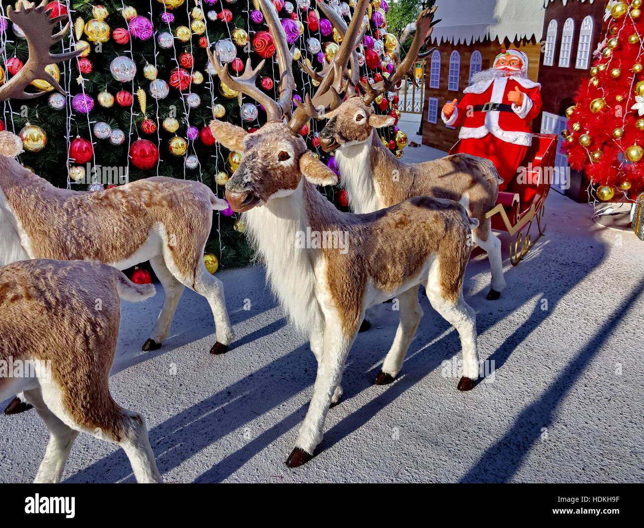 Santa Claus on his reindeer pulled sleigh Stock Photo