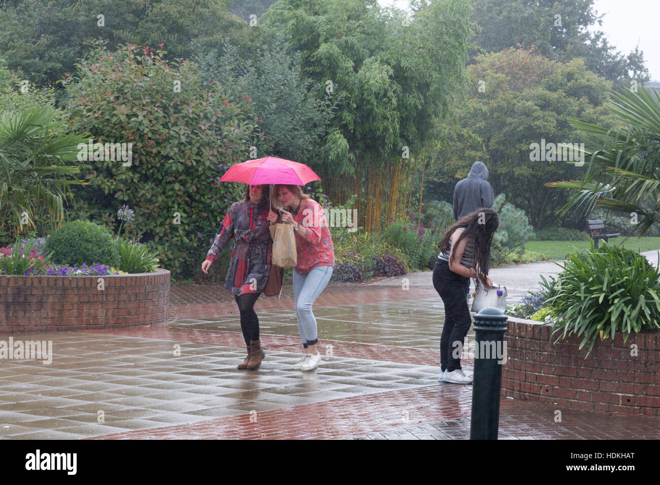 Two women share an umbrella walking through a park. Another woman is getting wet without an umbrella as she searches her handbag Stock Photo