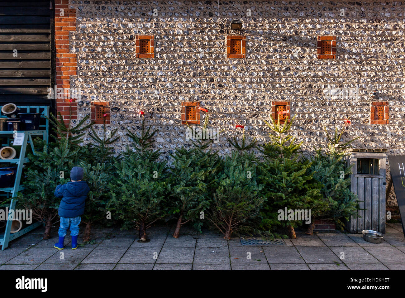 Christmas Trees For Sale, Sussex, UK Stock Photo Alamy