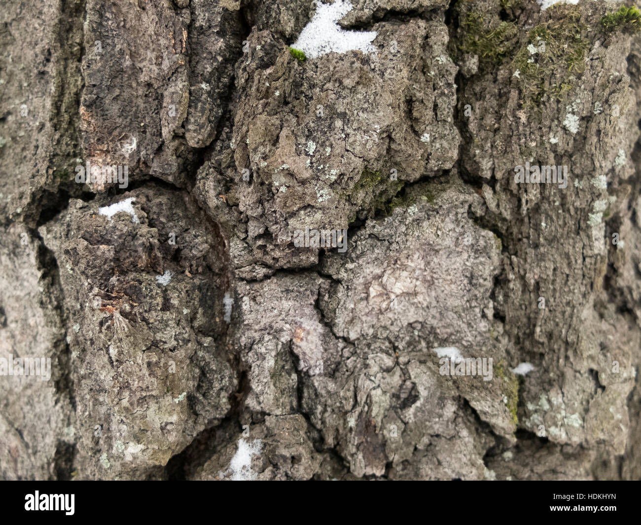 old birh bark texture with snow and moss Stock Photo