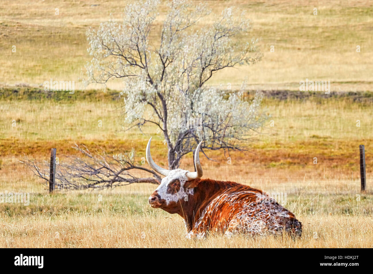 Texas Longhorn cow lying on a dry autumn pasture. Stock Photo