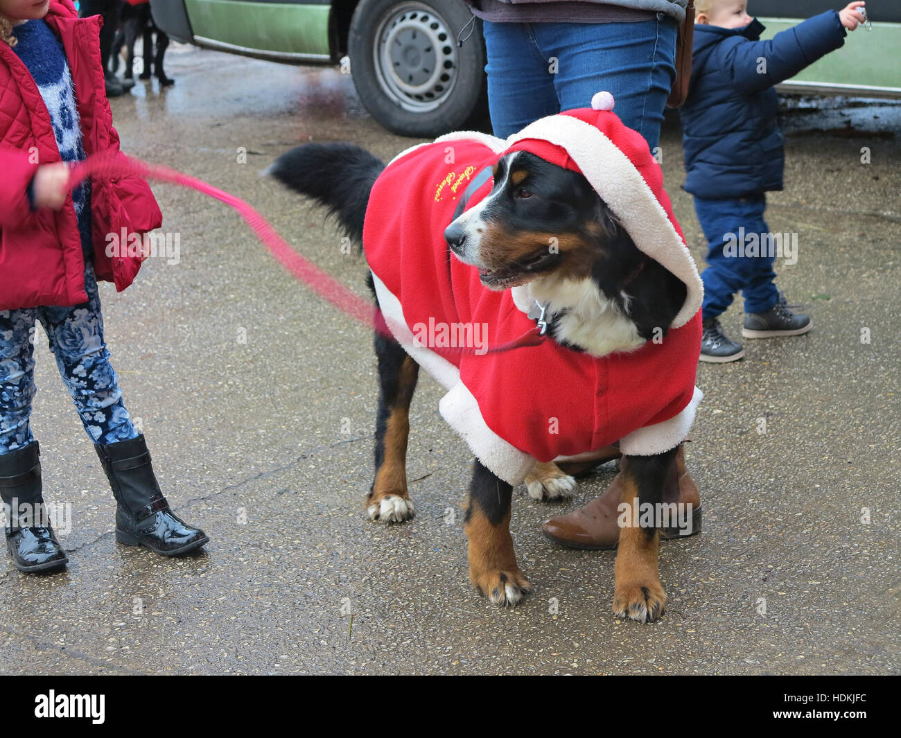 Large dog in Santa Claus outfit in Christmas canine fancy dress competition Stock Photo