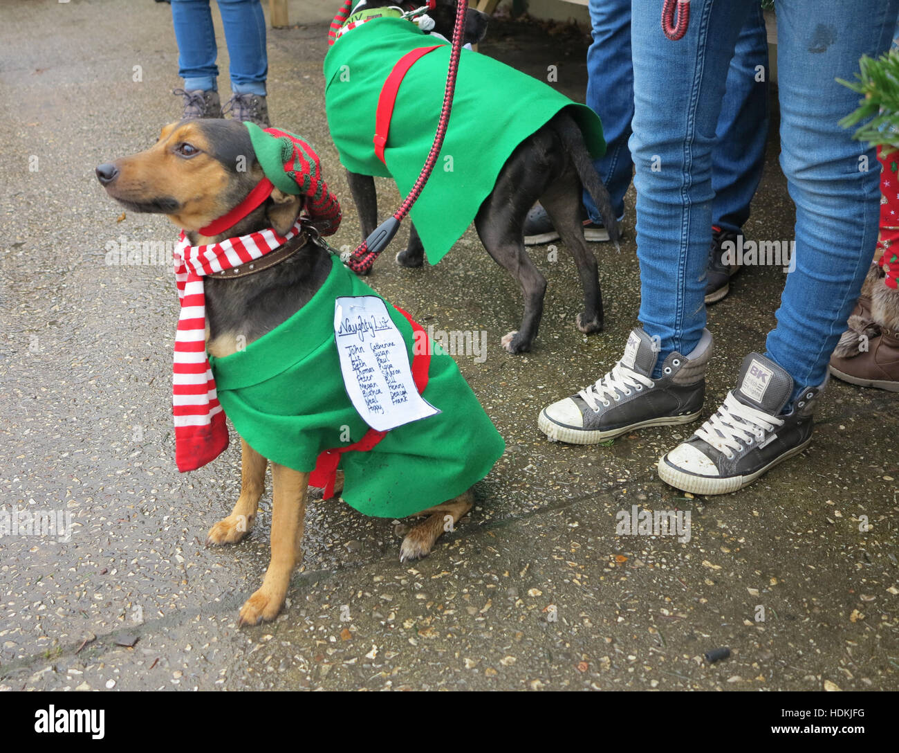 Small dog in Christmas fancy dress competition. The note pinned to his outfit says Naughty List followed by a list of names Stock Photo