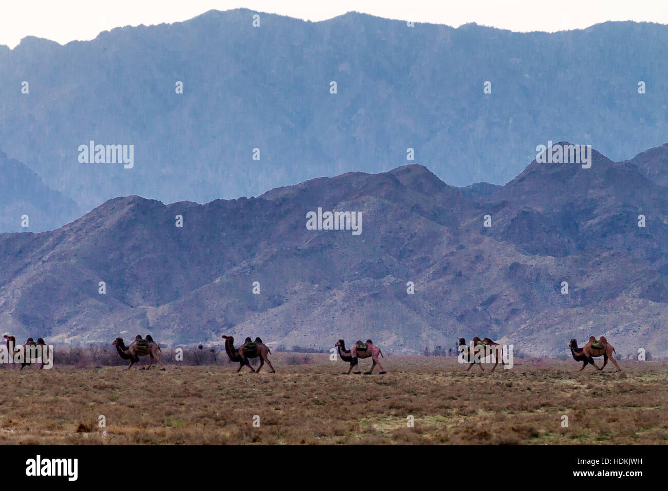 Camel train, Western Xia Mausoleum, Yinchuan, Ningxia, China Stock Photo