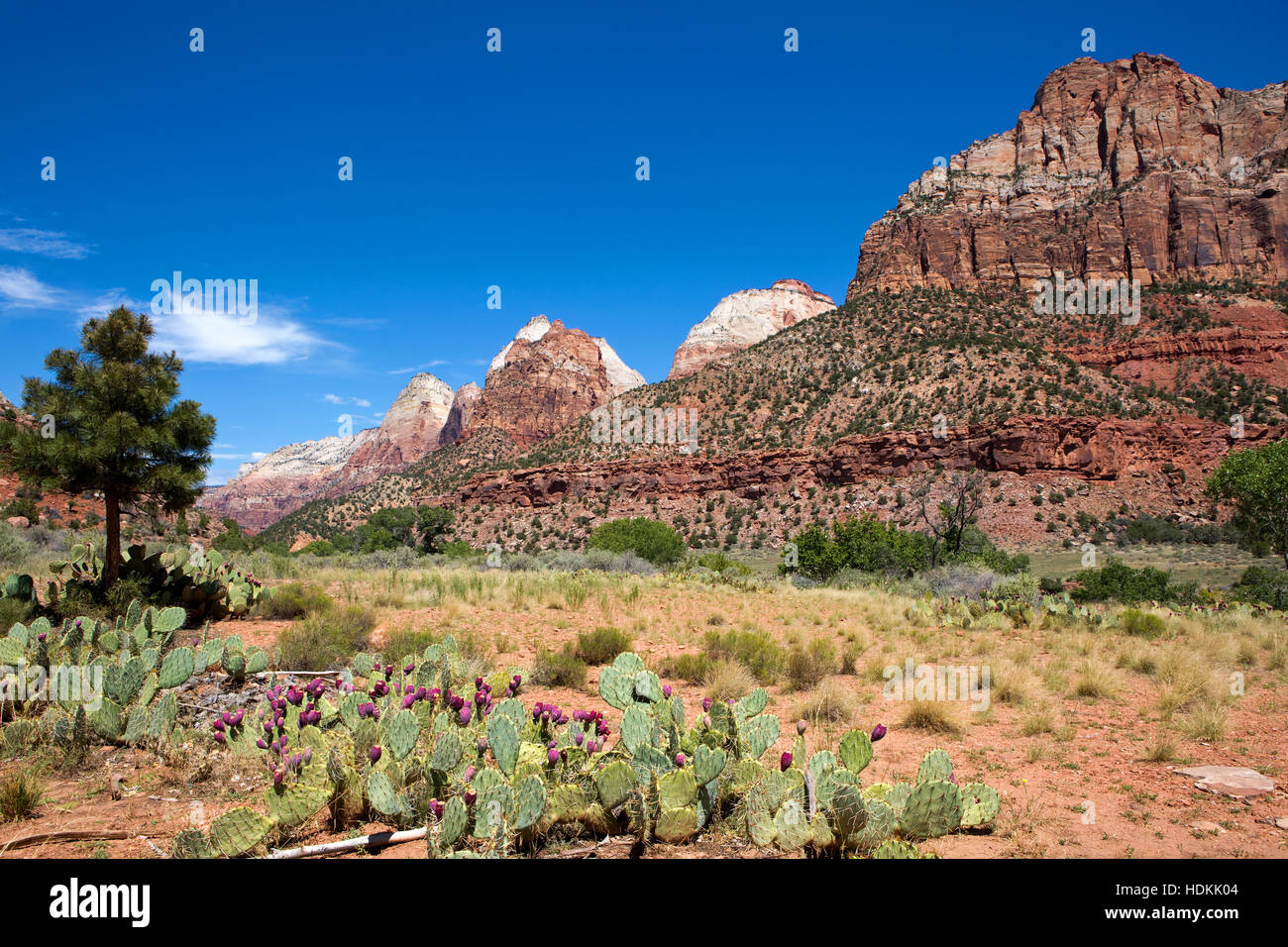 Prickly pear cactus grows in the valley of Zion National Park, Utah, USA. Stock Photo