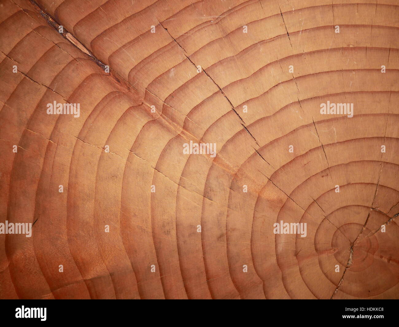 cross section wooden trunk with knot Stock Photo
