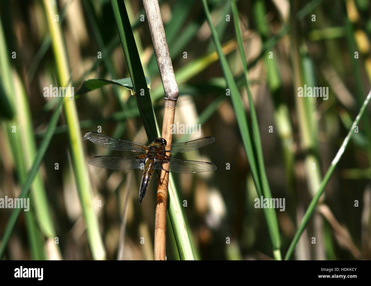 big dragon-fly on reed background Stock Photo