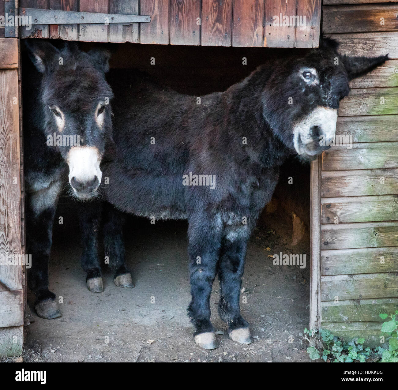 Two donkeys looking out from the entrance to their wooden stable