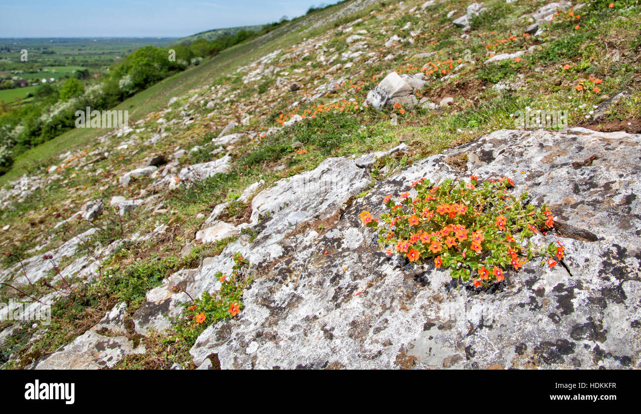 Scarlet pimpernel Anagallis arvensis growing on rocky limestone outcrops on Crook Peak in the western Mendips of Somerset UK Stock Photo