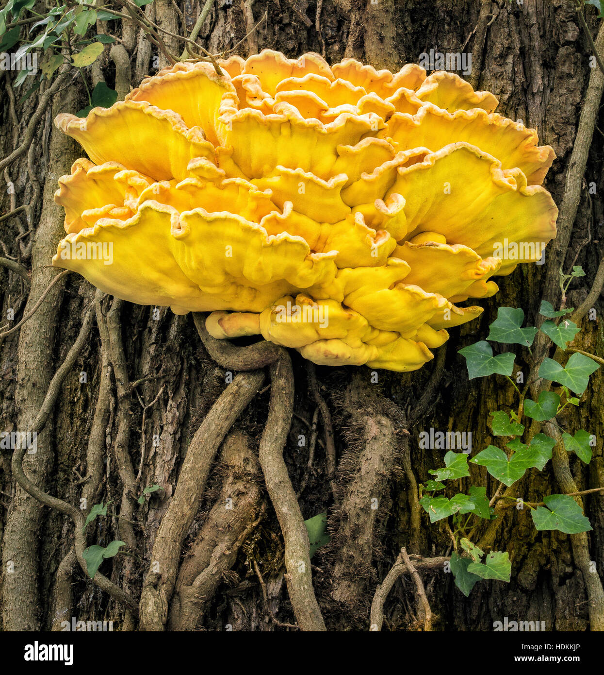 Chicken of the Woods Laetiporus sulphureus bracket fungus growing through the ivy covered trunk of a tree in a Somerset wood UK Stock Photo