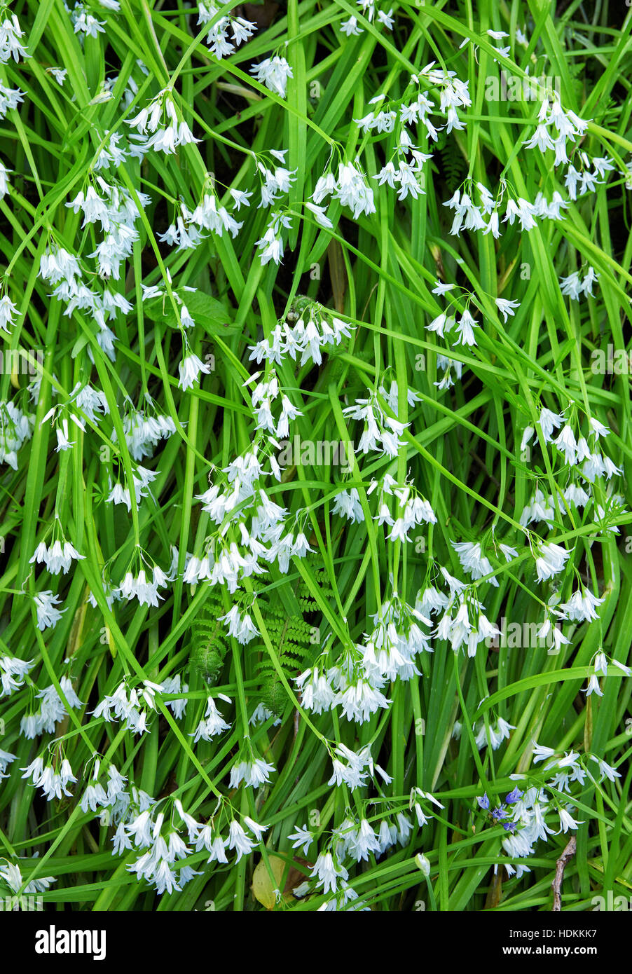 Three cornered leek or garlic Allium triquetrum is a garden escape that has naturalised successfully in southern Britain Stock Photo