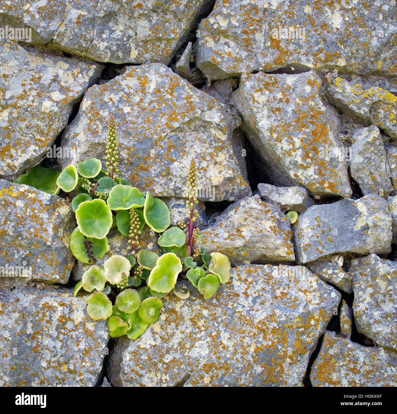 Wall pennywort or navelwort Umbilicus rupestris in typical habitat in the crevices of old stone walls on the Gower peninsula Stock Photo