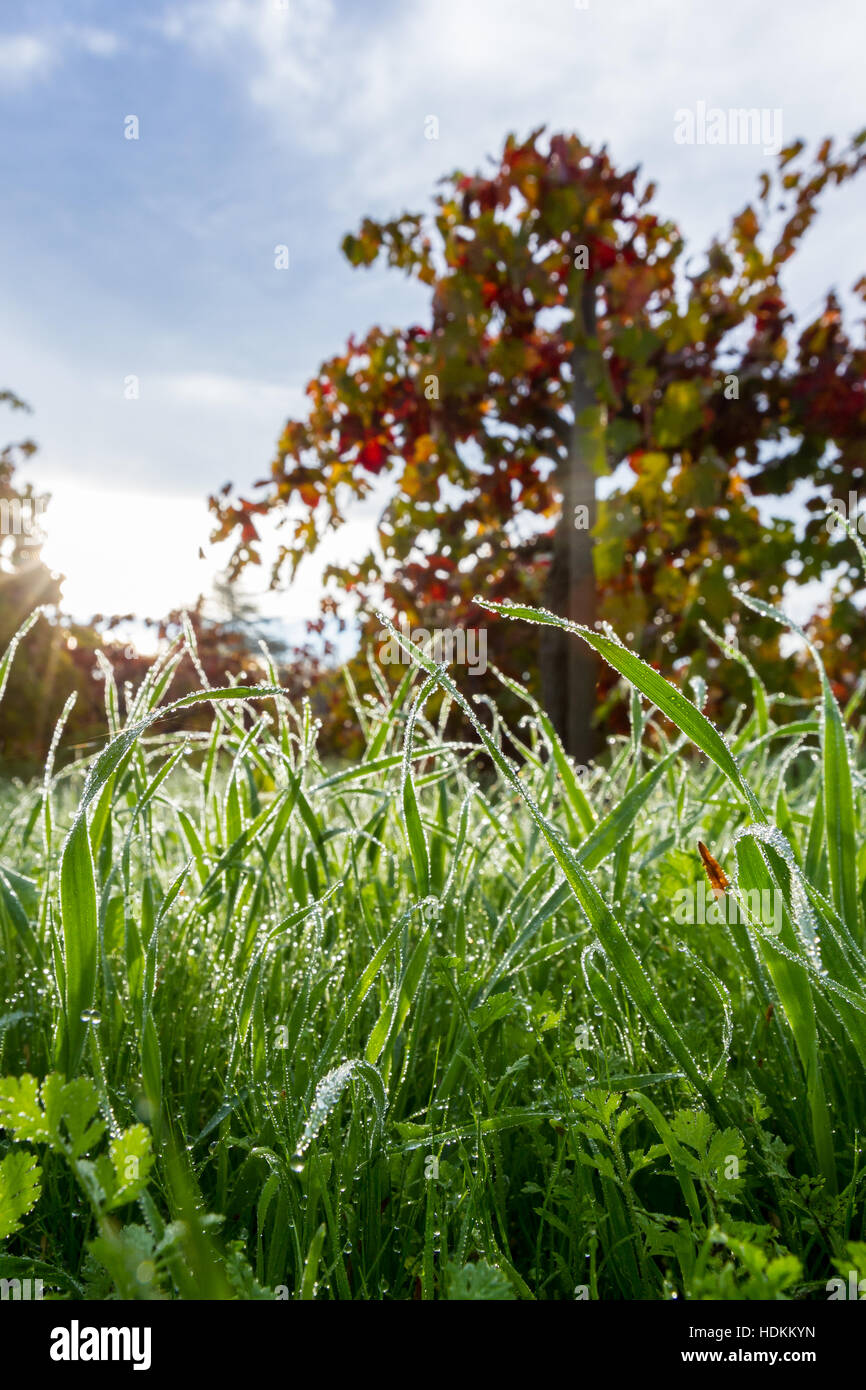 Between Grass Rows Rows of grave vines hi-res stock photography and images - Alamy