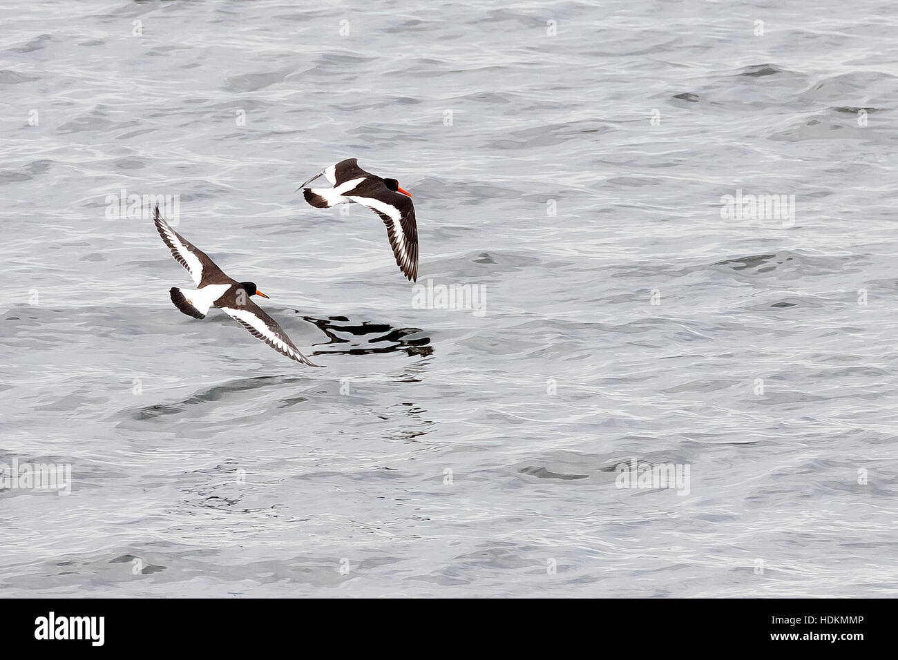 Birds of ireland hires stock photography and images Alamy