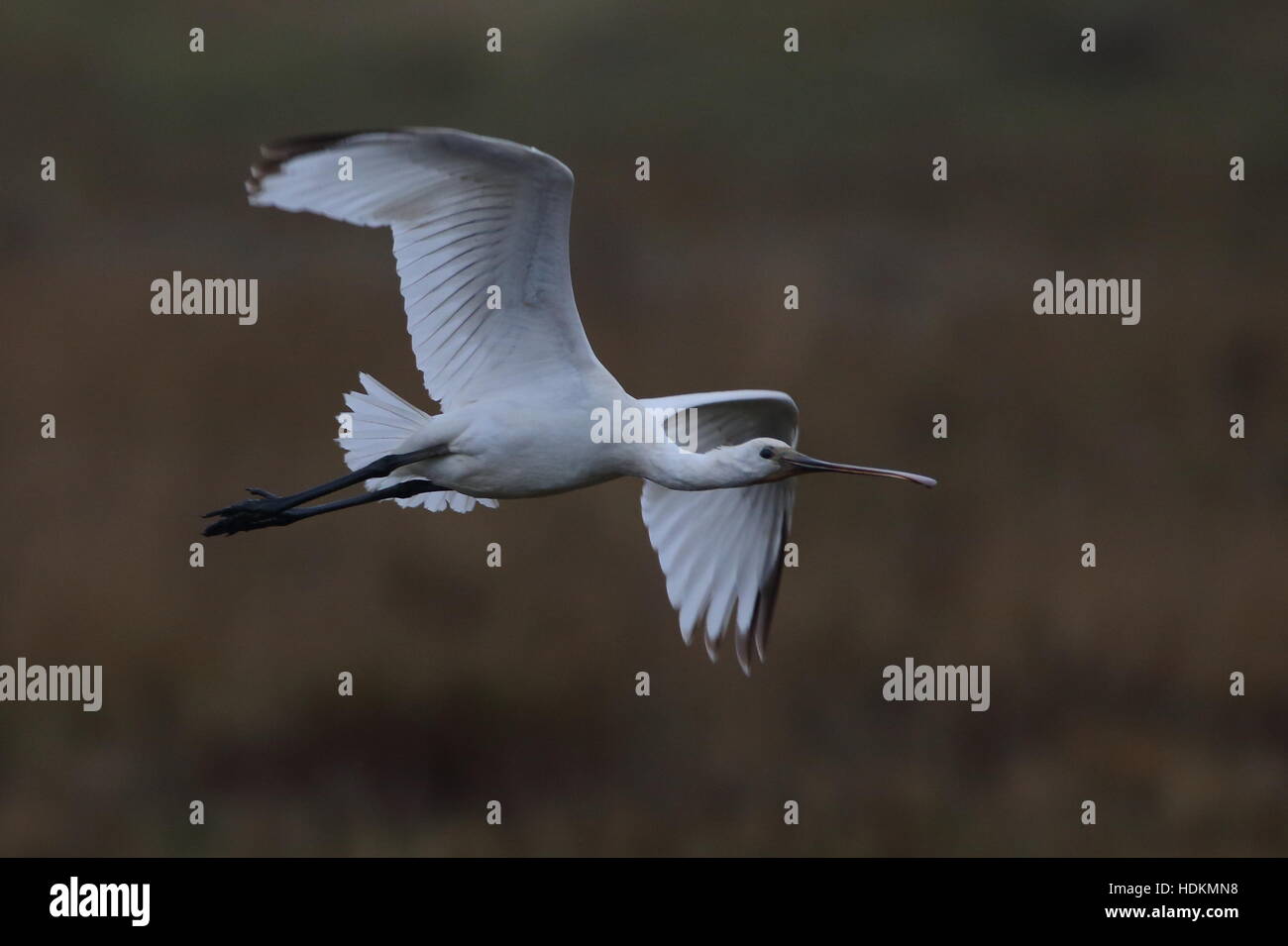 Flying spoonbill uk hi-res stock photography and images - Alamy