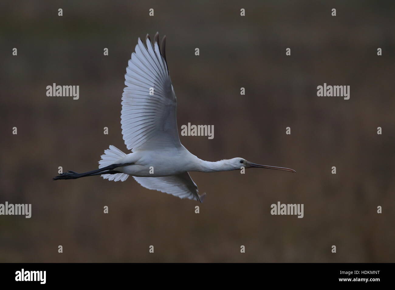 Flying spoonbill uk hi-res stock photography and images - Alamy