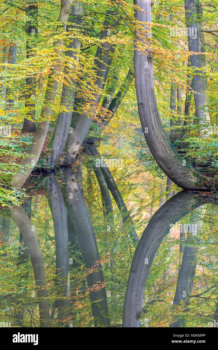 Autumn tree trunks with mirror image in european forest stream Stock Photo