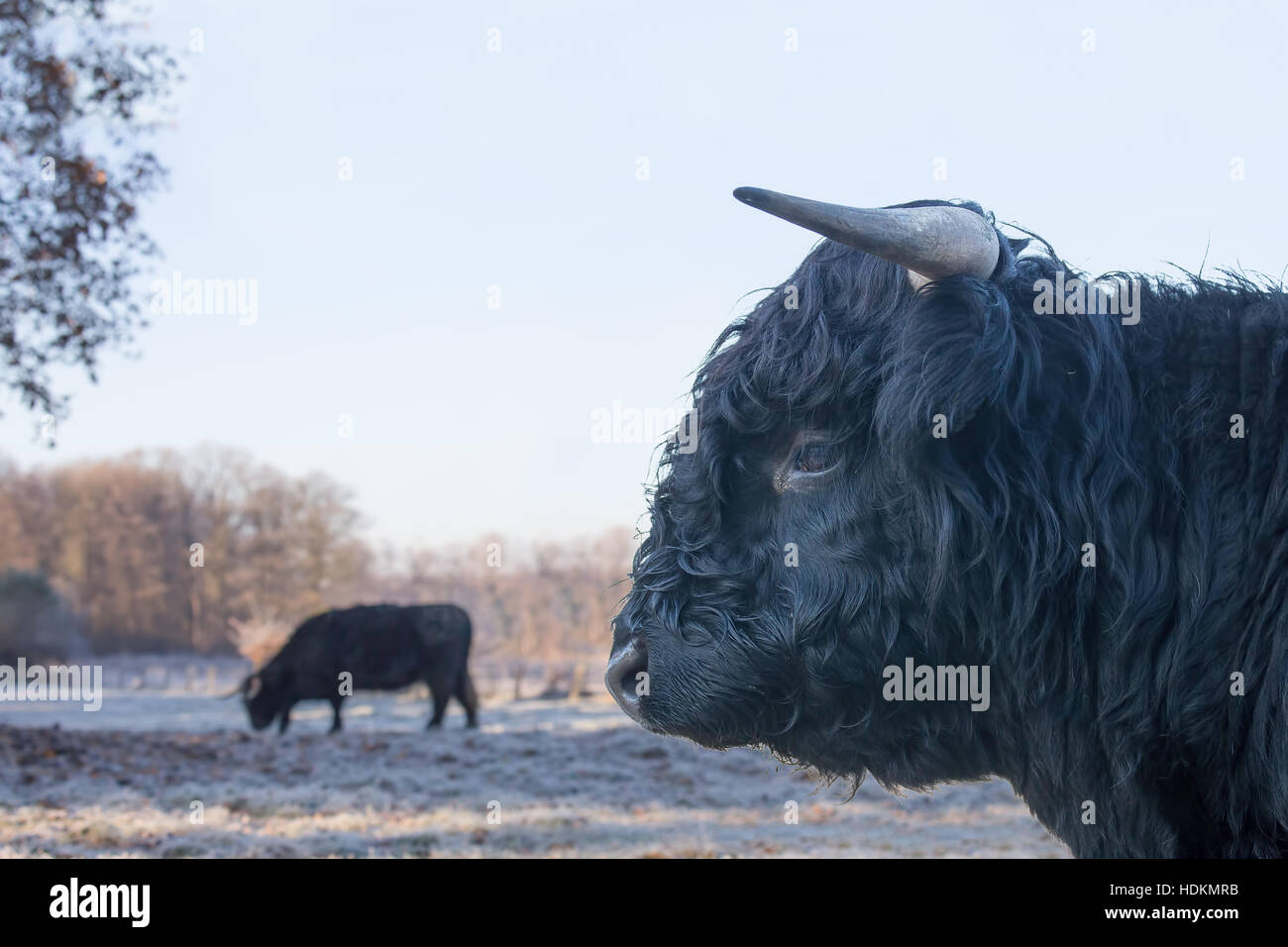 Head of black bull scottish highlander with cow in winter meadow Stock ...