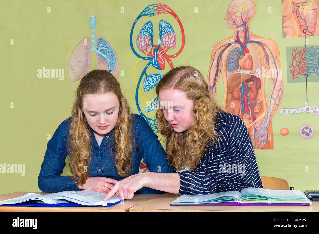 Two teenage girls studying with books in biology class near human body ...